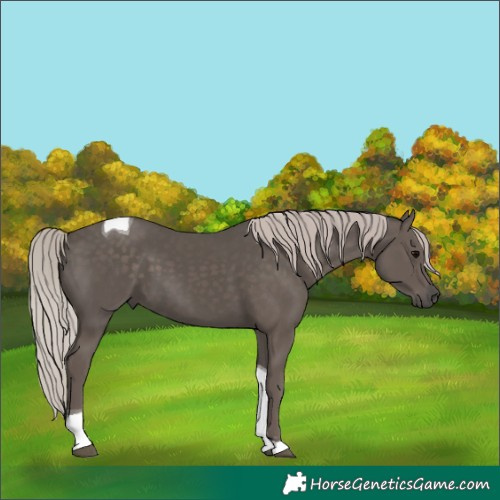 Horse Color:Silver Black Tobiano 