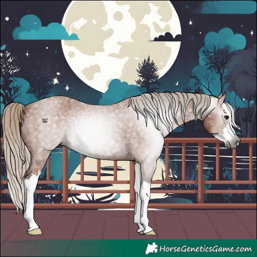 Horse Color:Gray Silver Bay Roan Splash