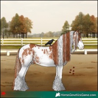 Horse Color:White Spotted Chestnut 