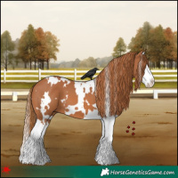 Horse Color:White Spotted Chestnut Splash