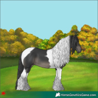 Horse Color:Black Tobiano