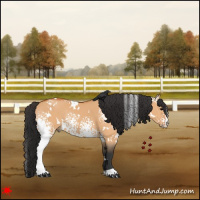 Horse Color:White Spotted Bay Dun Rabicano 