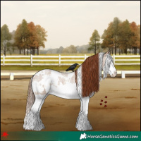 Horse Color:White Spotted Red Dun Roan Splash