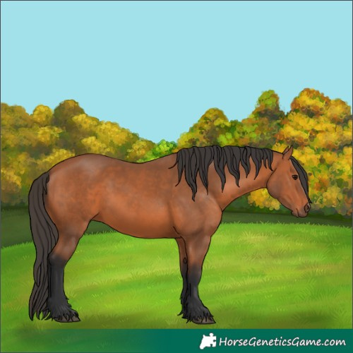 Horse Color:Bay 