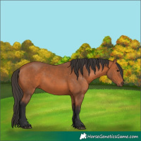 Horse Color:Bay 