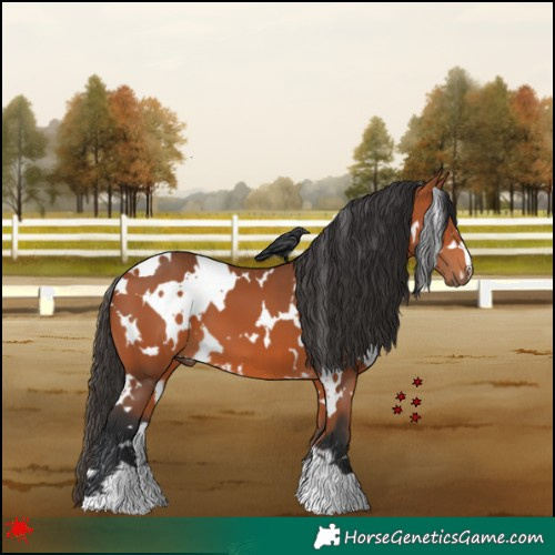 Horse Color:White Spotted Bay 