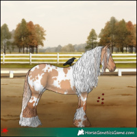 Horse Color:White Spotted Red Dun 