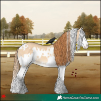 Horse Color:White Spotted Red Dun Splash 