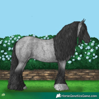 Horse Color:Blue Roan 