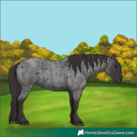 Horse Color:Smoky Blue Roan 