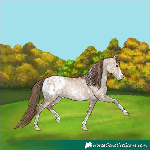 Horse Color:Grullo Pearl Appaloosa