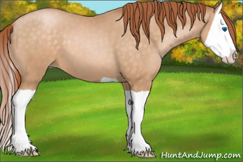 Horse Color:Buckskin Pearl Splash 