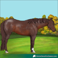 Horse Color:Chocolate Brown 