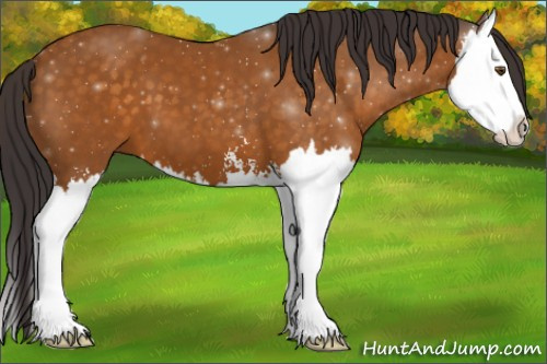 Horse Color:Buckskin Sabino Splash