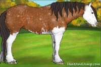 Horse Color:Buckskin Sabino Splash 
