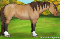 Horse Color:Buckskin Dun Varnish 