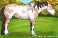 Horse Color:Amber Champagne Sabino Frame