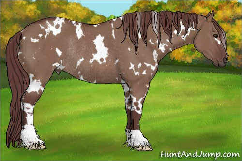 Horse Color:White Spotted Chocolate Smoky Grullo Rabicano 