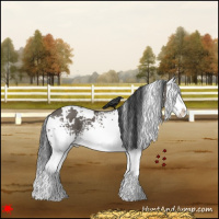 Horse Color:White Spotted Grullo Splash 