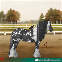 Horse Color:White Spotted Black