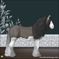 Horse Color:Grullo Splash 