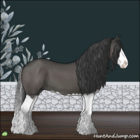 Horse Color:Grullo Sabino Splash 