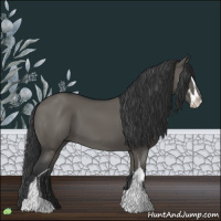 Horse Color:Grullo Sabino