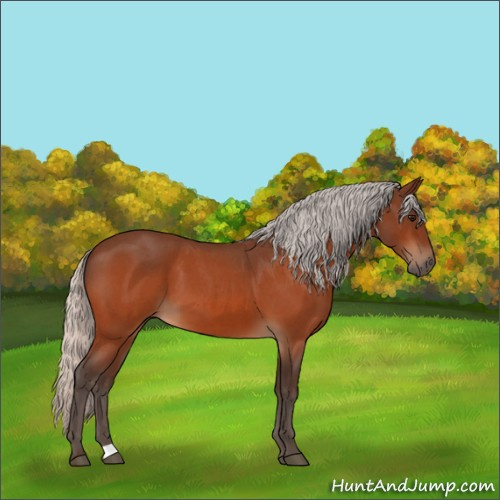 Horse Color:Silver Bay Roan 