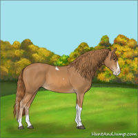 Horse Color:Chestnut Splash Tobiano 