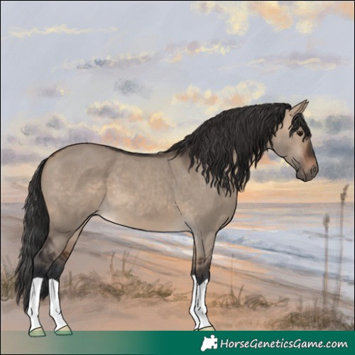 Horse Color:Brown Roan Dun 
