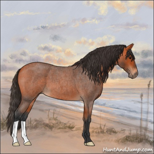 Horse Color:Bay Roan 