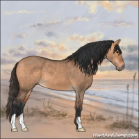Horse Color:Bay Dun 