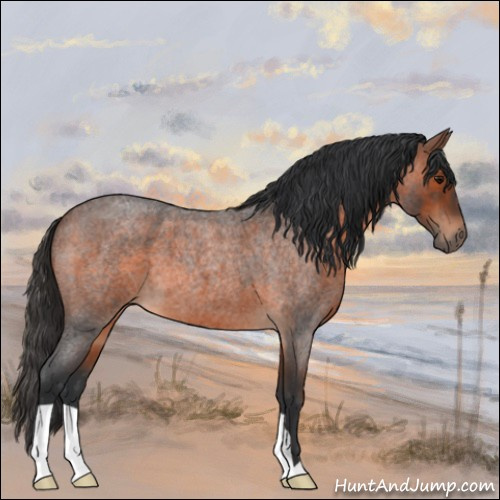 Horse Color:Brown Roan