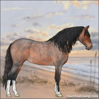 Horse Color:Brown Roan 
