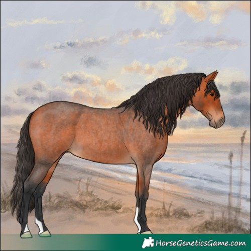Horse Color:Bay Roan 