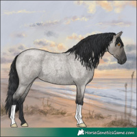 Horse Color:Grullo Roan 