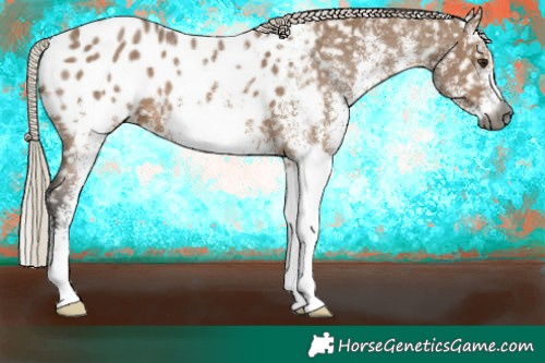 Horse Color:Gray White Spotted Silver Bay Dun Appaloosa