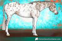 Horse Color:Gray White Spotted Silver Bay Dun Appaloosa