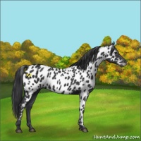 Horse Color:Black Appaloosa 