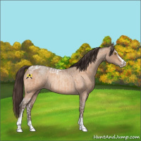 Horse Color:Amber Champagne Sabino Tobiano Appaloosa  and Amber Champagne Roan Sabino Appaloosa 