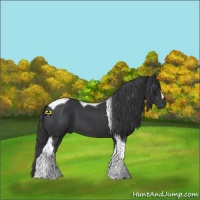 Horse Color:Black Tobiano 