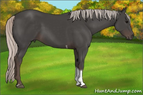 Horse Color:Silver Black Tobiano