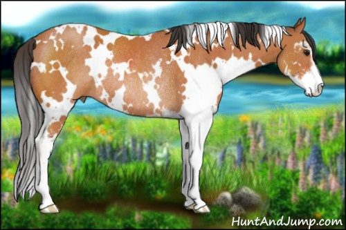 Horse Color:White Spotted Bay Sabino Rabicano 