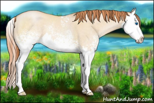 Horse Color:White Spotted Buckskin Pearl Dun Splash 