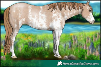 Horse Color:Black Pearl Sabino Rabicano 