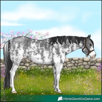 Horse Color:Black Sabino 
