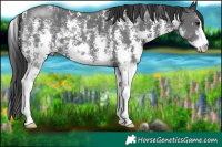 Horse Color:Black Sabino 
