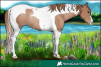 Horse Color:Black Pearl Tobiano Rabicano