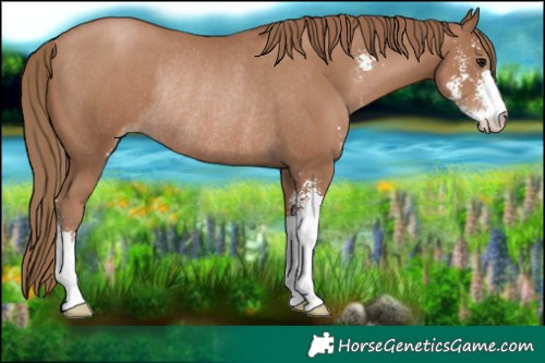 Horse Color:Black Pearl Sabino Rabicano 