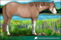 Horse Color:Black Pearl Sabino Rabicano 